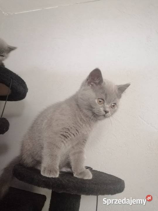 Kot brytyjski niebieski krótkowłosy Płock