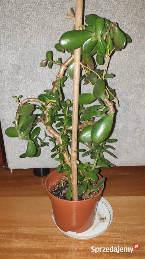 Grubosz crassula ovata drzewko szczęścia 3 Warszawa sprzedam