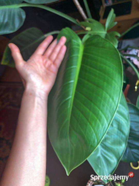 Piękny Philodendron Filodendron Congo Apple duży małopolskie