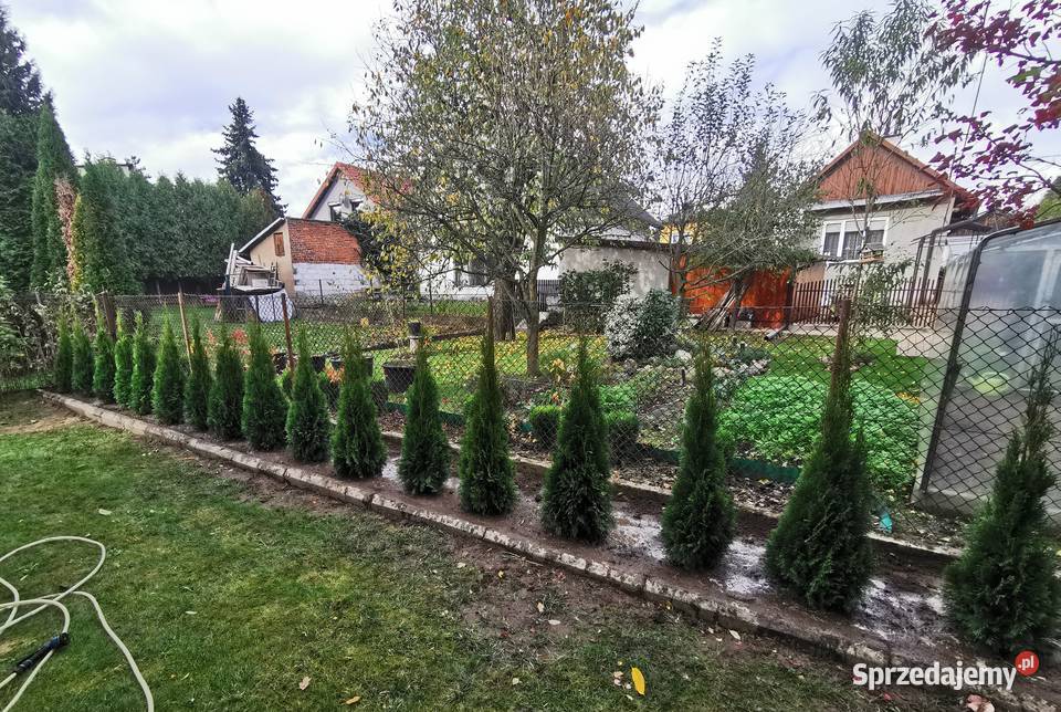 Tuje szmaragd 80140 transport sadzenie Bochnia