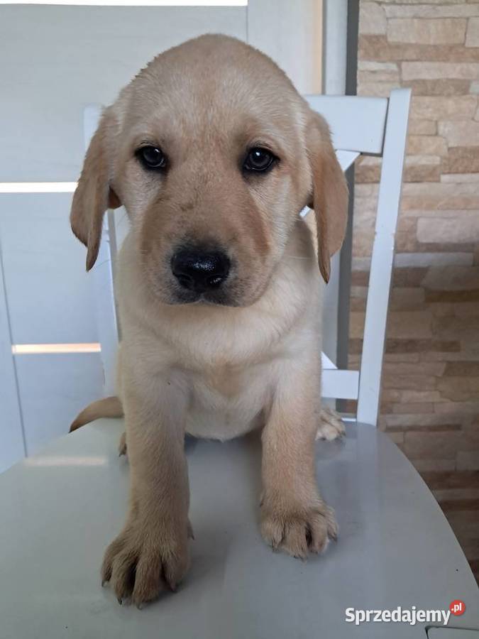 Szczeniaki rasy labrador retriever sprzedam