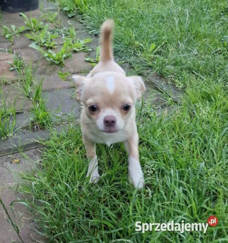 Chihuahua biało kremowa suczka Częstochowa sprzedam