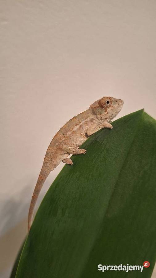 Kameleony lamparcie ambilobe