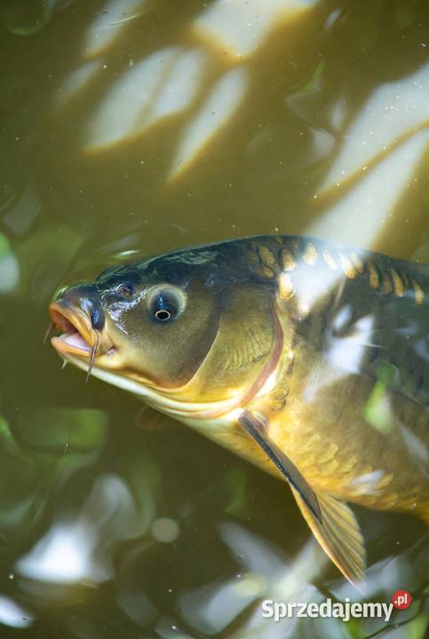 Karp handlowy i kroczek Lublin