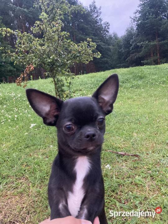 Chihuahua MALEŃKI piesek ZKwP świętokrzyskie Raczyce