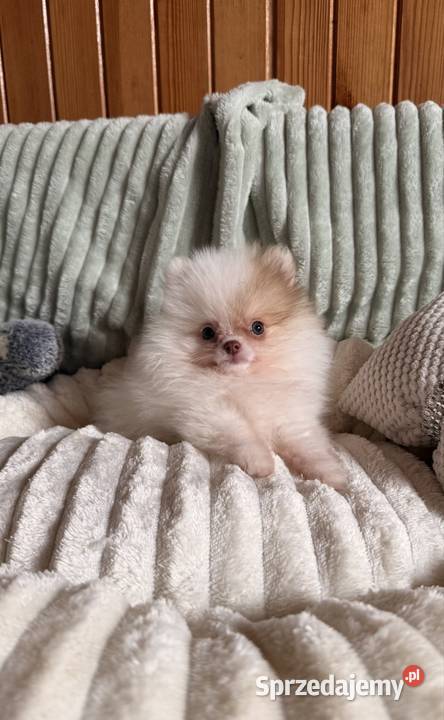 Szpic miniaturowy pomeranian Szpic miniaturowy Częstochowa