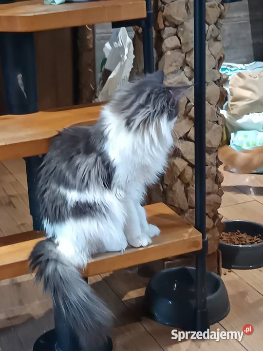 Śliczna kotka rasy Maine coon z rodowodem Prawęcin