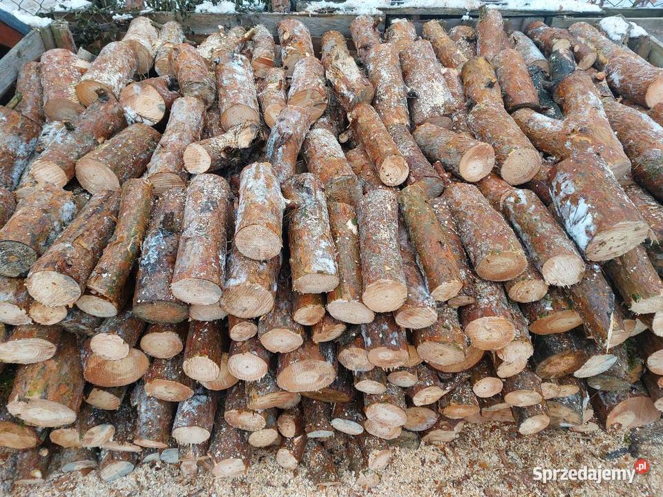 Sosna średnia I gruba Opał Kleczew