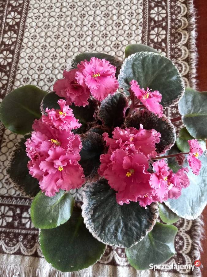 Fiołek kolekcjonerski roślina wieloletnia