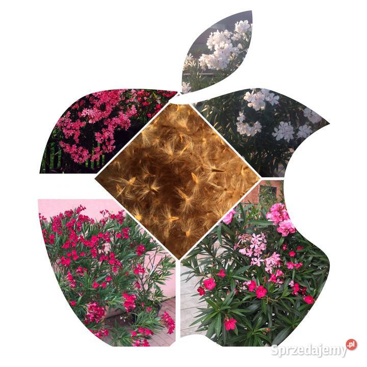 Oleander świeżo ścięte gałązki do ukorzenienia mazowieckie Brzeźnica sprzedam