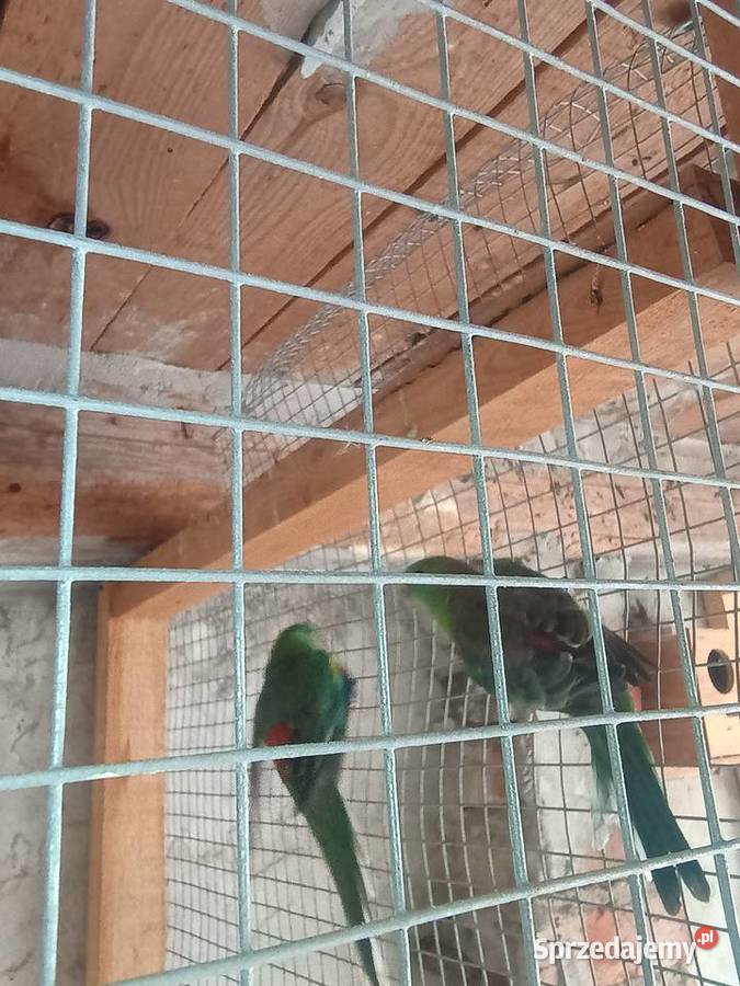 Amazonki kurika wielkopolskie Kalisz sprzedam