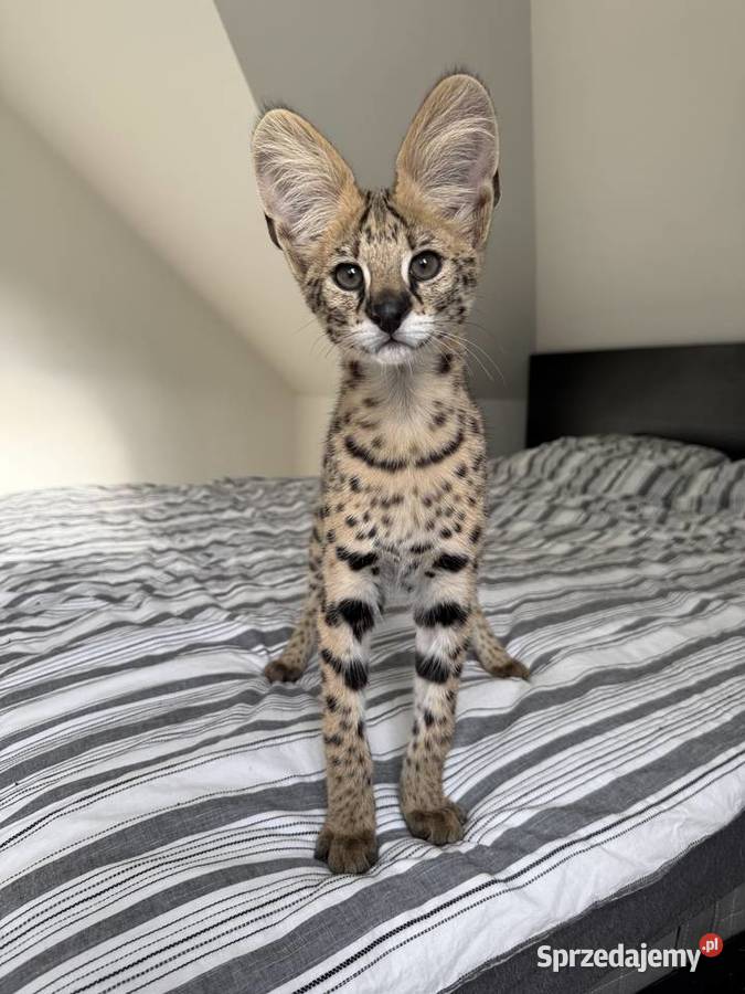 Samiec Serwal Kraków