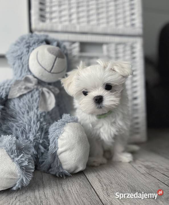 4 maltańczyki maltańczyk suczka z rodowodem Śrem