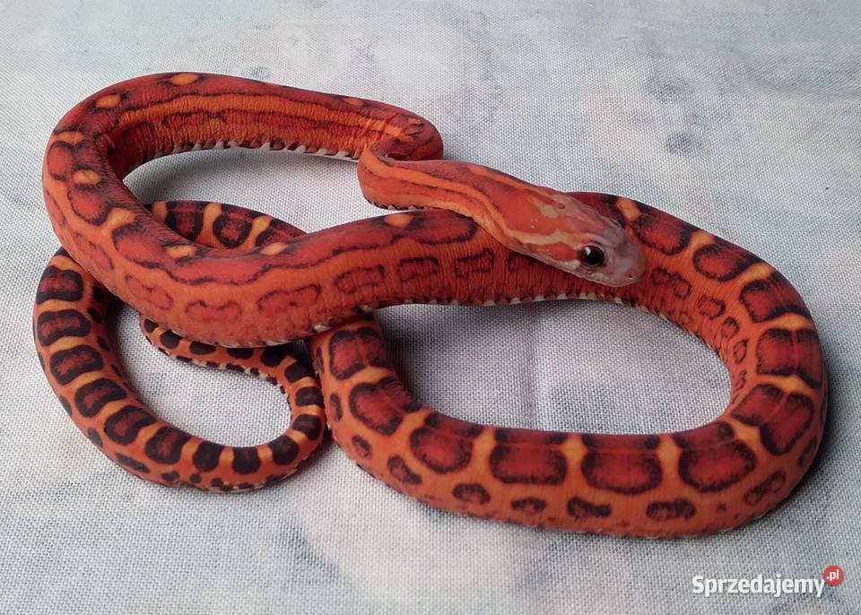 Wąż zbożowy SCALELESS węże zbożowe Red Factor mazowieckie Warszawa
