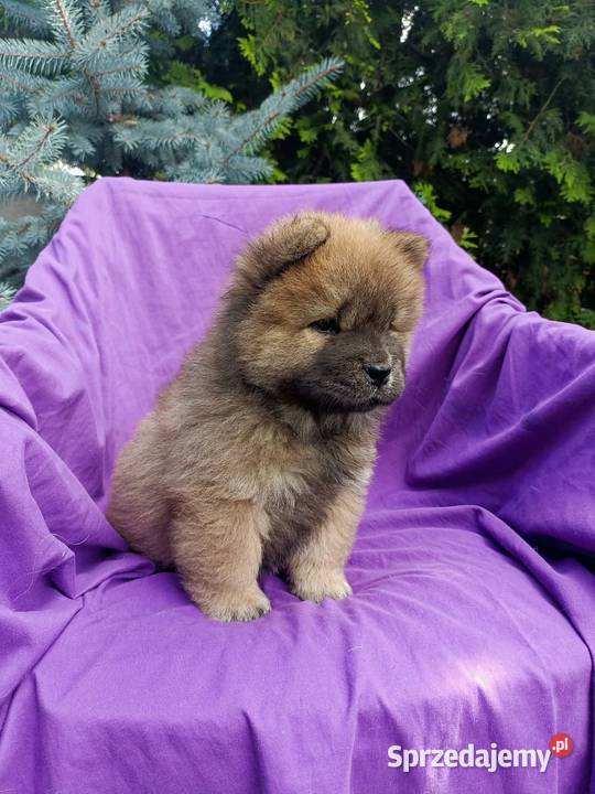 Wzorcowe Chow Chow Czał Czał doskonały exterrier Pozostałe Krapkowice