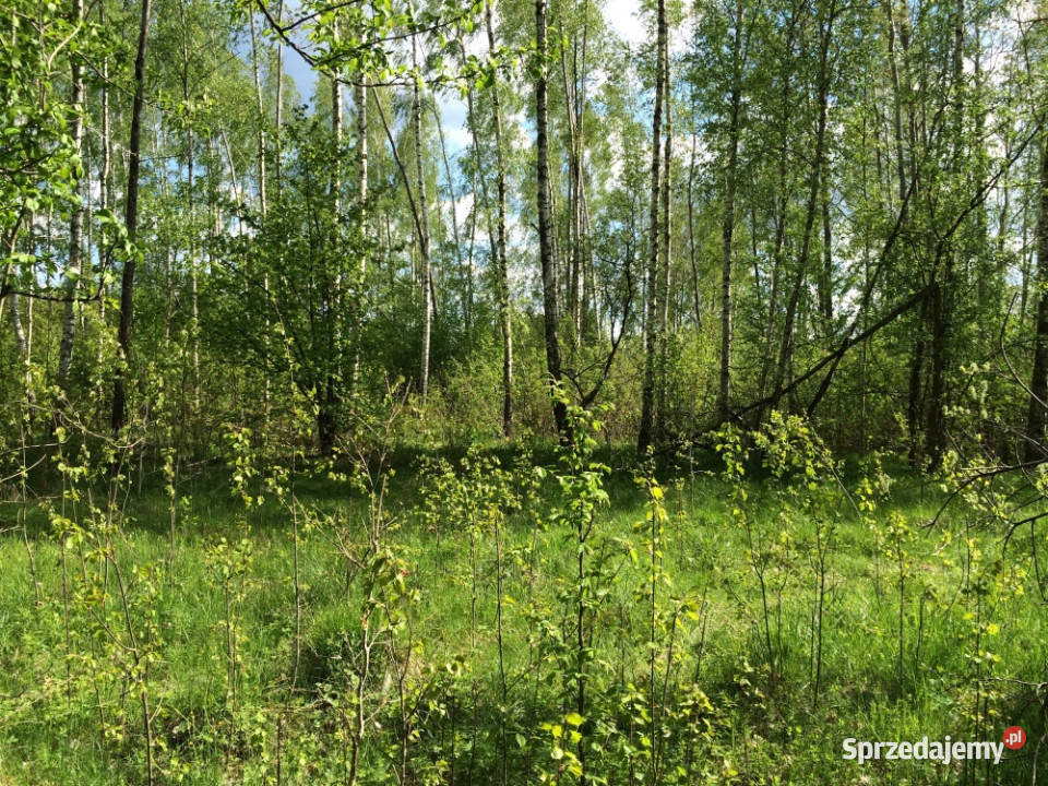 Puszcza Białowieska Teremiski