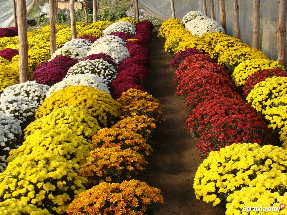 chryzantemy świętokrzyskie
