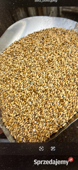 Pszenżyto ozime Dąbrowica sprzedam