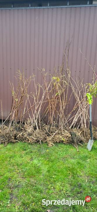 SADZONKI BZU CZARNEGOSampo 2letnie mazowieckie Zbuczyn
