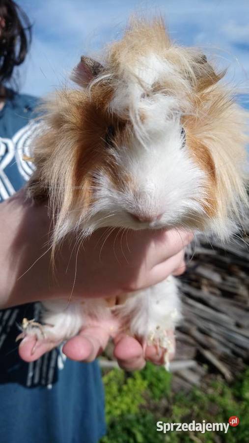 Świnki morskie rozetki Zamość