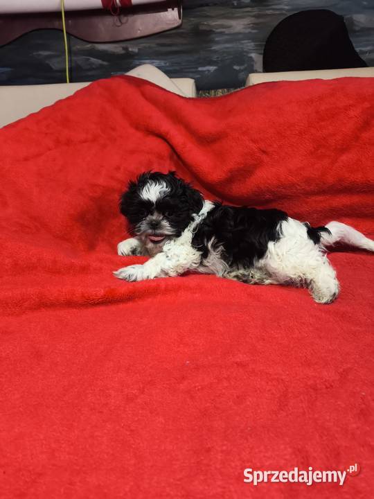 Shihtzu piesek samodzielny Jadów sprzedam
