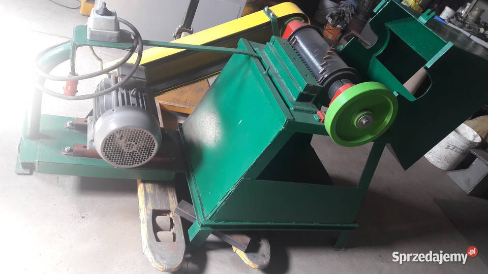 Kościarka wilk Radzewo