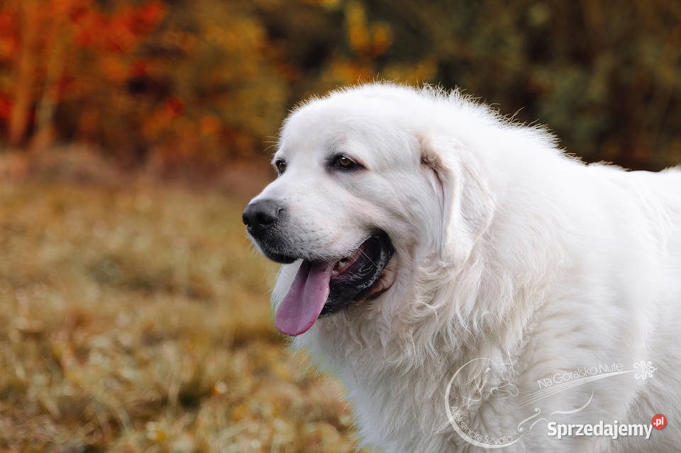 Owczarek podhalański Zwierzęta