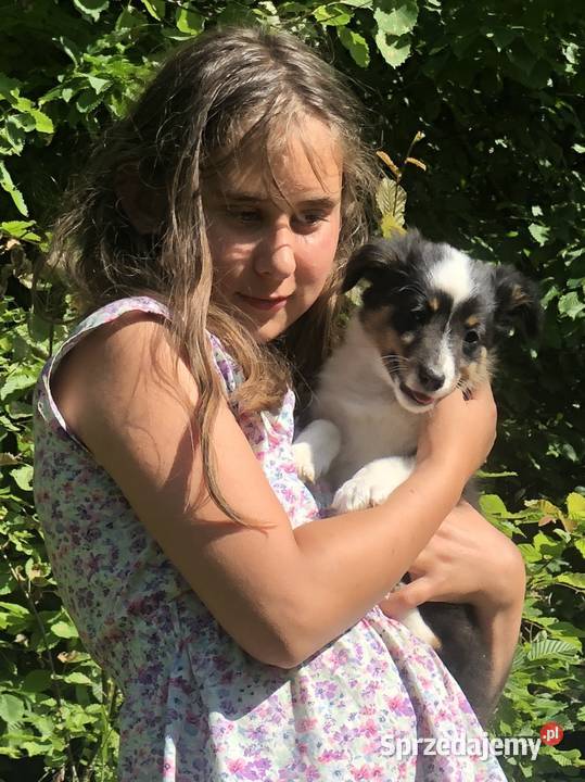 Ayla sheltie suczka tricolor Owczarek Pupki sprzedam