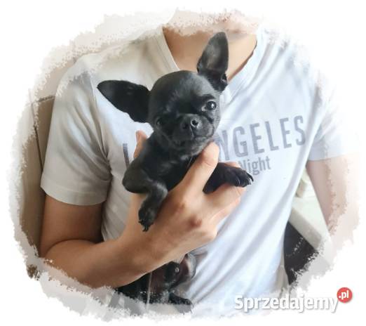 Maleńki Chihuahua Franio 15 Częstochowa