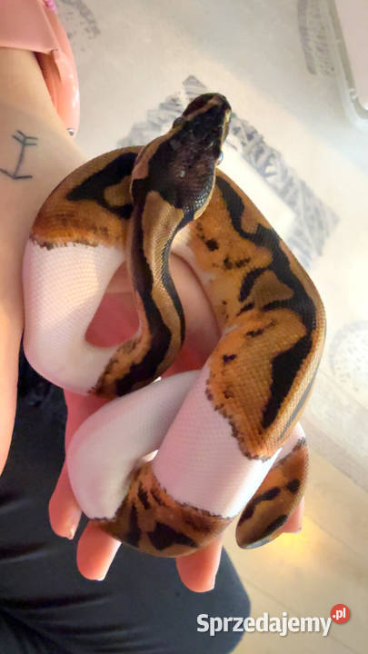 Regius wąż królewski pyton PIEBALD