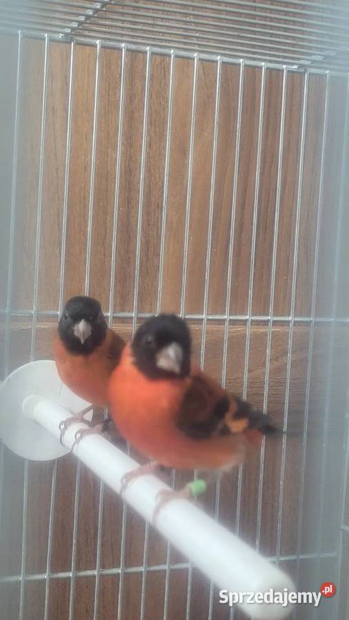 Czyzyki czerwone Wieliczka