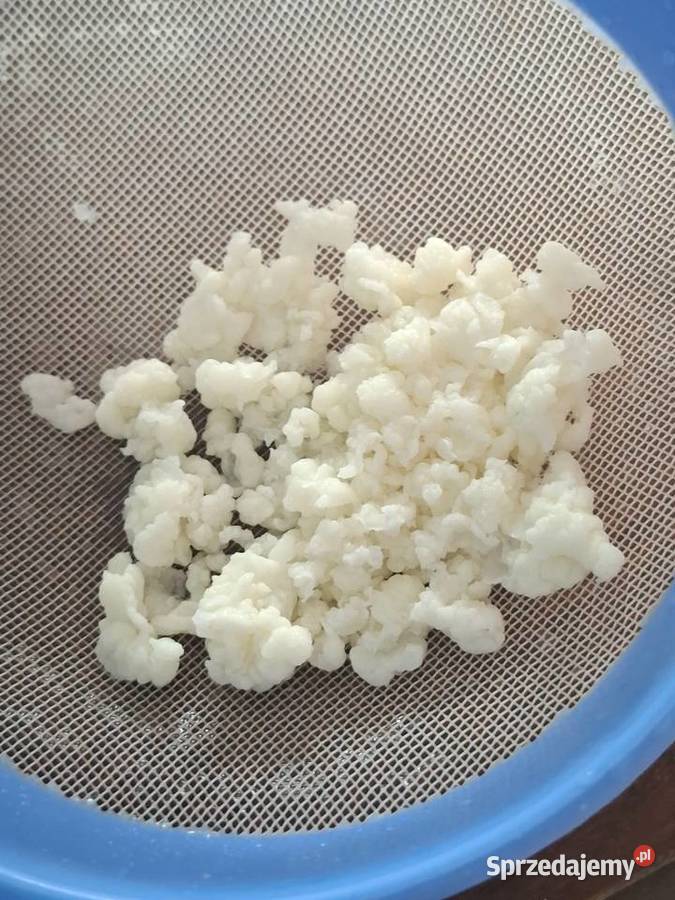 Grzybek tybetańskikefir starter 20 g Wąbrzeźno sprzedam