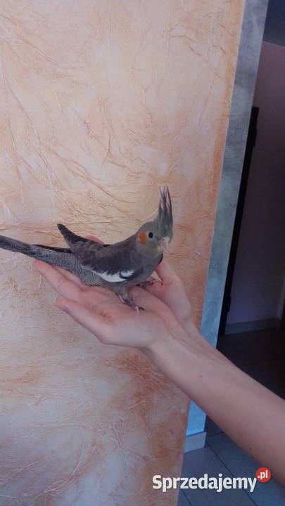 Papuga nimfa Kraków