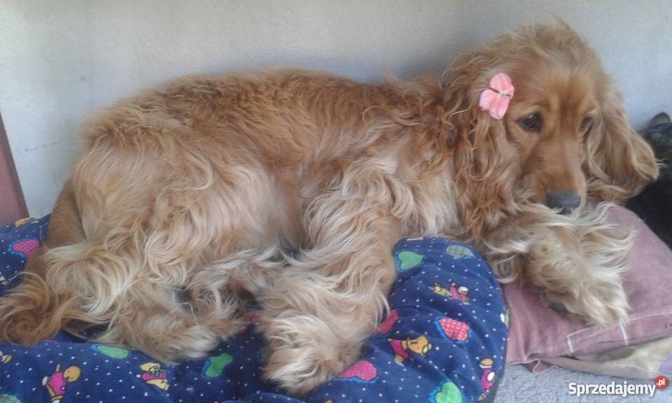 sprzedam spaniela Psy mazowieckie Płońsk