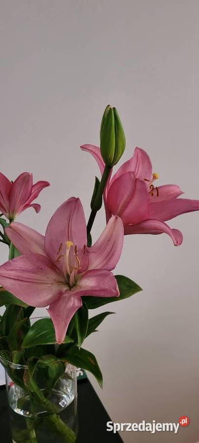 Cebulki lilia różowa bezwonna Warszawa sprzedam