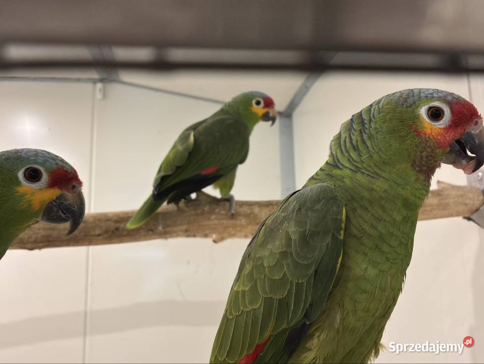 Amazonka żółtolica samiec 2023r DNA Koło