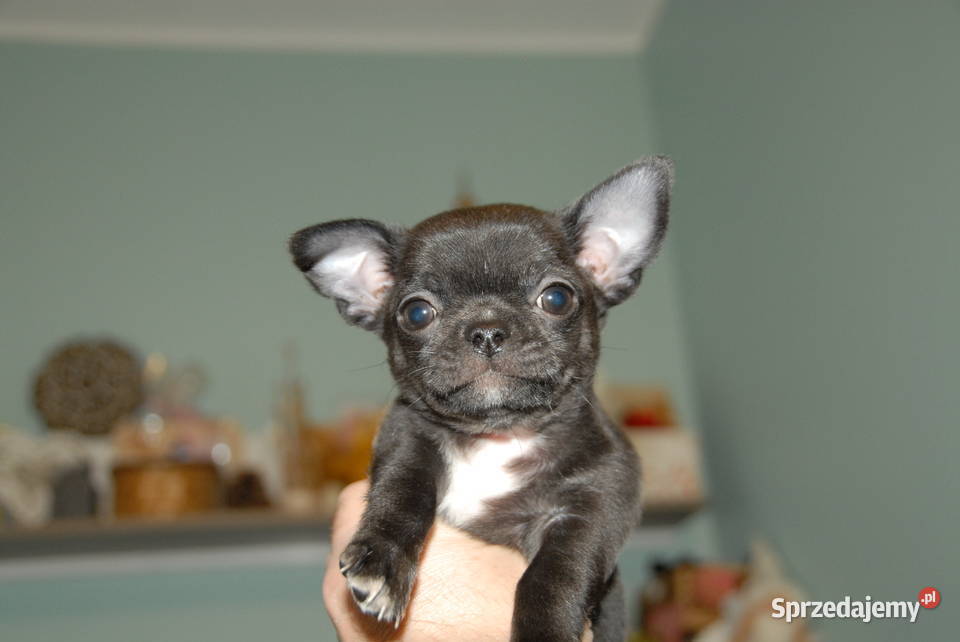 Chihuahua szczeniak