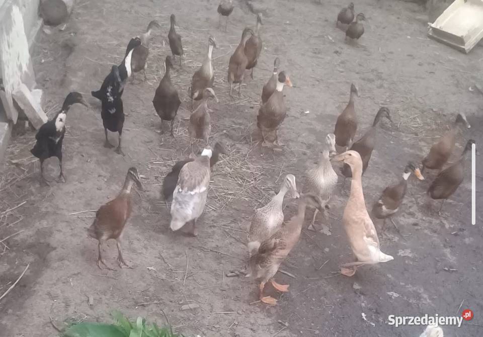 Kaczki bingusy Ptaki Brzeźnica