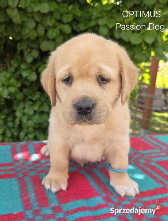 Labrador retriever biszkoptowe szczenięta FCI Chotów
