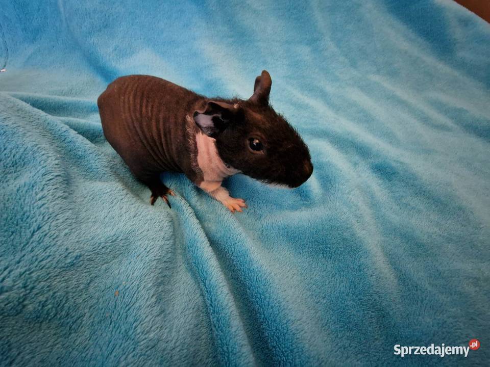 Świnka morska skinny pig Gryzonie Warszawa