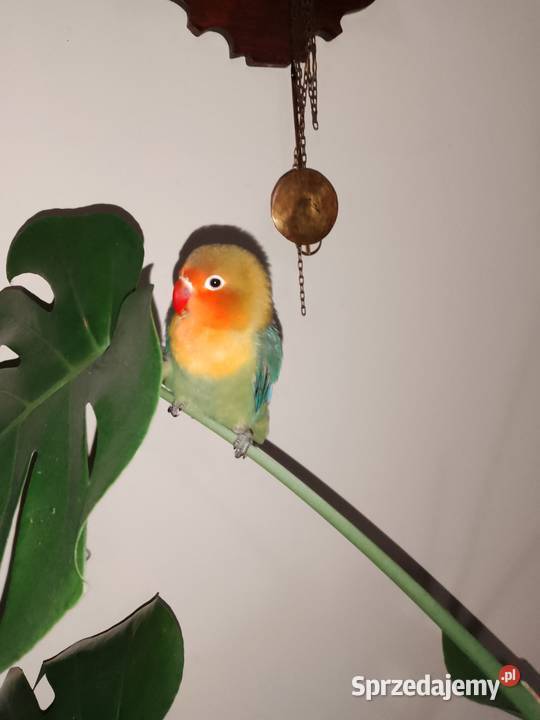 Fisher Nierozłączki