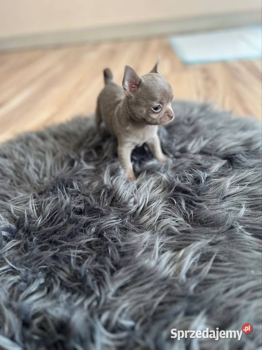 Chihuahua szczeniaki Piasek