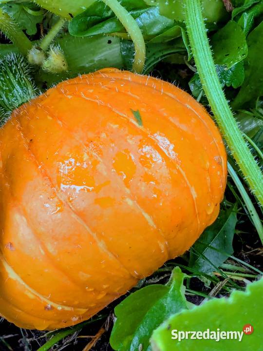 Dynia krzaczasta Unikat Nasiona pestki kolekcja Kraków