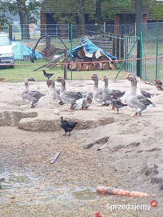 Sprzedam gęsi Tuluzkie Olesno