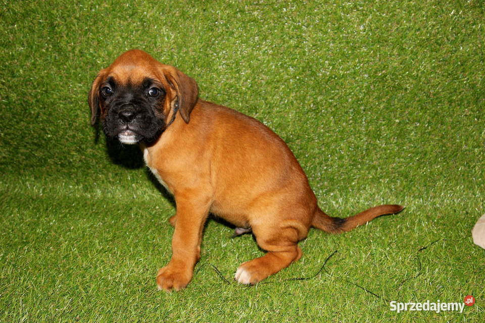 Szczeniak DRAGO Bokser z hodowli Family Bokser Łęczna