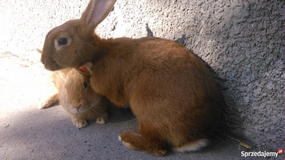 króliki nowozelandzki czerwony NC młode samiczki Czernikowo