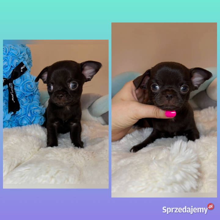 Chihuahua krótkowłosy czekoladowy piękny badania Bełchatów sprzedam