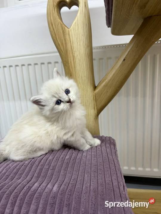 Kocięta Ragdoll z hodowli FiFeFLP Aleksandrów Łódzki