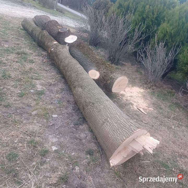 Kłody jesionowe jesion tartaczny jesiony Piaski