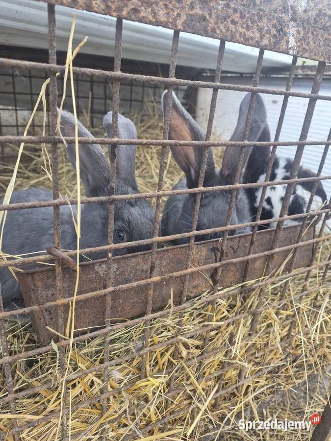 Olbrzym srokacz niebieski samce Dylągowa